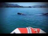 Exploding Sperm Whale (Original realtime, slowmotion and subbed)