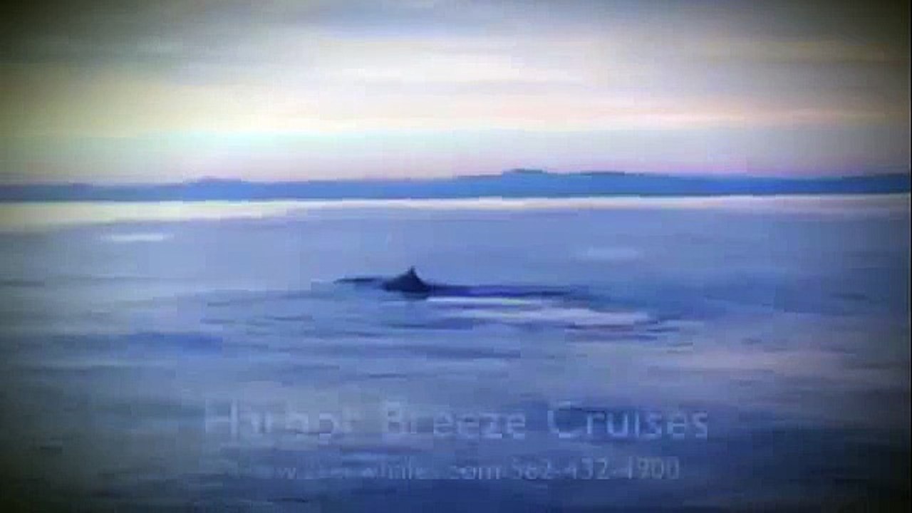 Incredible Whale Encounter - Mother Gray Whale Lifts Her Calf Out of the Water! [HD]