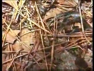 MYSTERY IN A SMALL TOWN: THE MURDER OF YOUNG JOE BAREFOOT [PART 2/2]