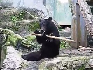 WTF : Ours fait du Kung Fu avec un rondin de bois