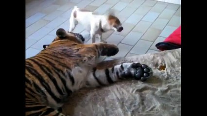 Quand un chien se prend d'amitié avec un ...tigre