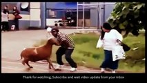 Funny Videos Of Funny Animals - Funny Animal Video Clips Fail