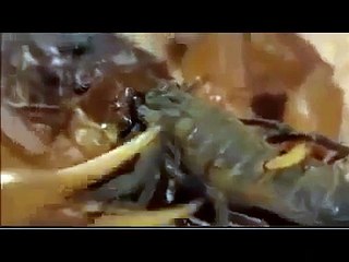 SCORPION VS. SCORPION Discovery/Animals/Nature