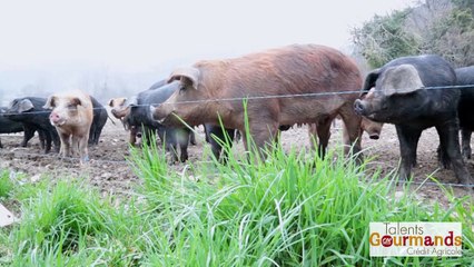 Cochon Rustique aux Talents Gourmands !
