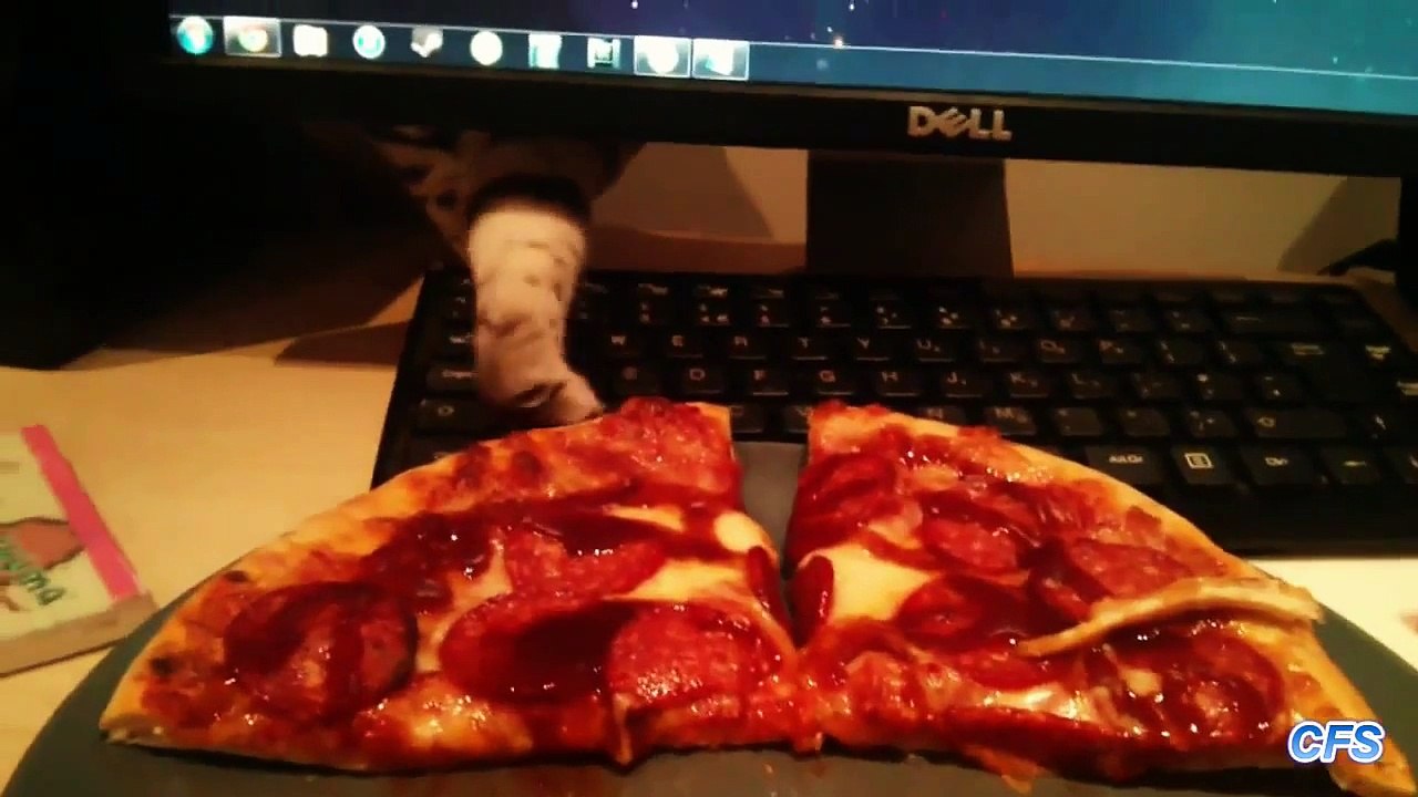 Cats Stealing Pizza Compilation