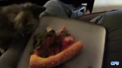 Des chats volent des pizzas : compilation hilarante!
