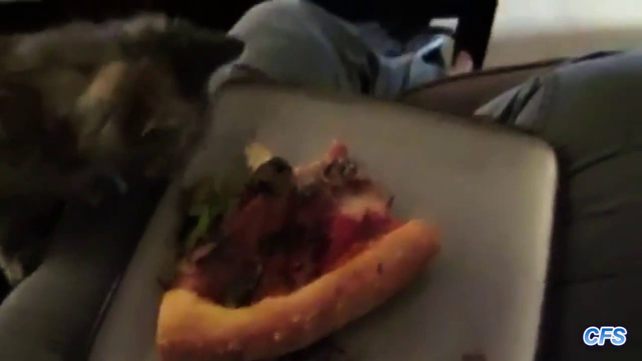 Des chats volent des pizzas : compilation hilarante!