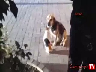 'Millet birbirini bombalasın, kedi ve köpek örnek olsun'