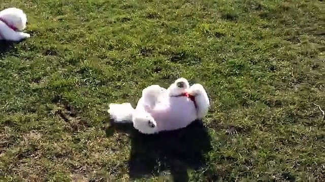 Bunny my rescue ex breeding Maltese and Tinie my Bichon Frise both from Many Tears Rescue