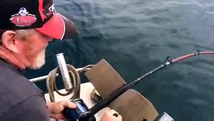 Un requin dérobe un poisson sous les yeux d'un pêcheur