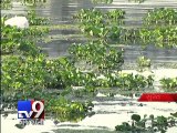 Water Hyacinth A Natural Remedy for Water Pollution, says Study -  Tv9