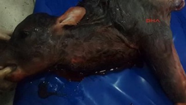 Kalbi Boynunda Buzağı Dünyaya Geldi