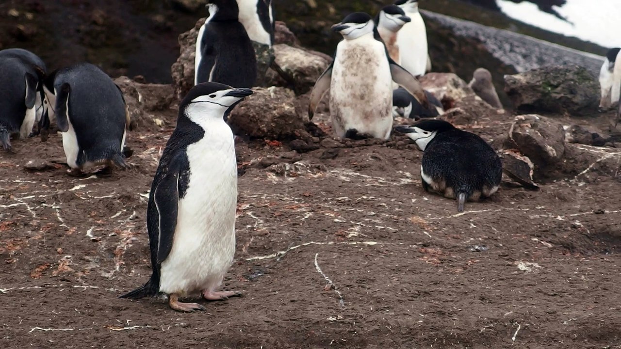Manchots à jugulaire à Baily Head, Deception Island dans les Shetland du Sud, février 2015