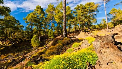Сделай на весь экран