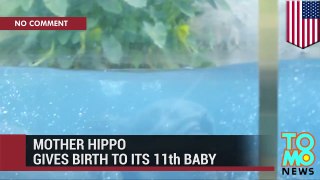 Hippo baby: mother gives birth to its 11th calf in San Diego Zoo