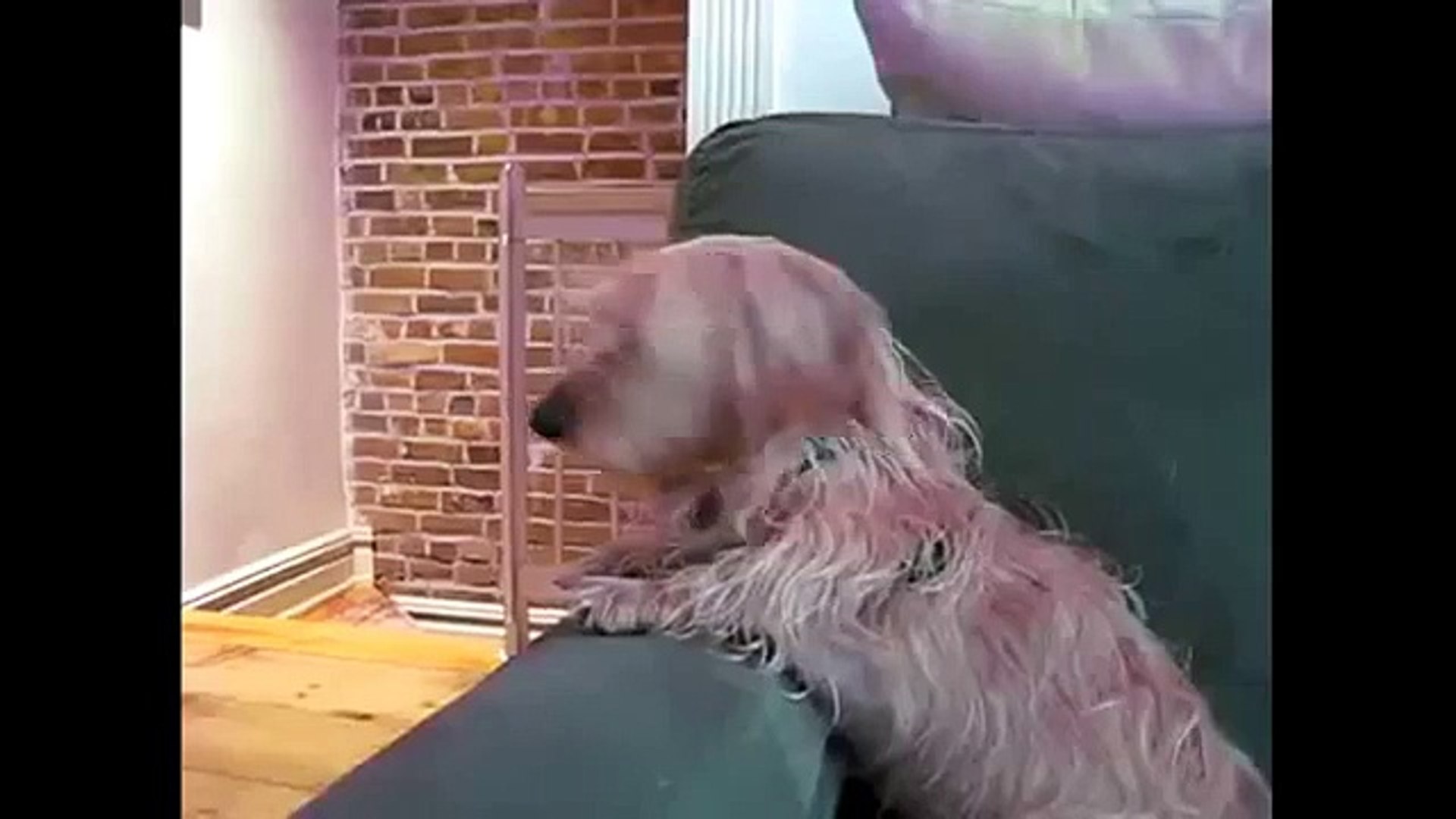 Komik videolar 2015 Hayvanlar  komik videolar