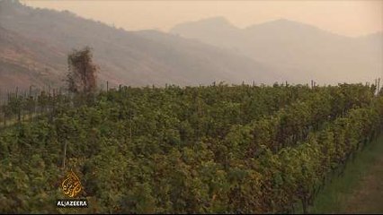 Myanmar's wine industry is thriving