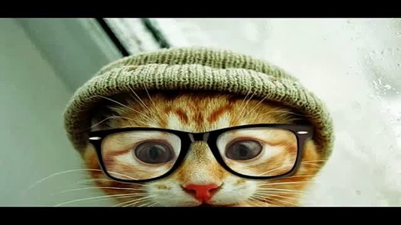 Gatos chistosos ( Funny cats)