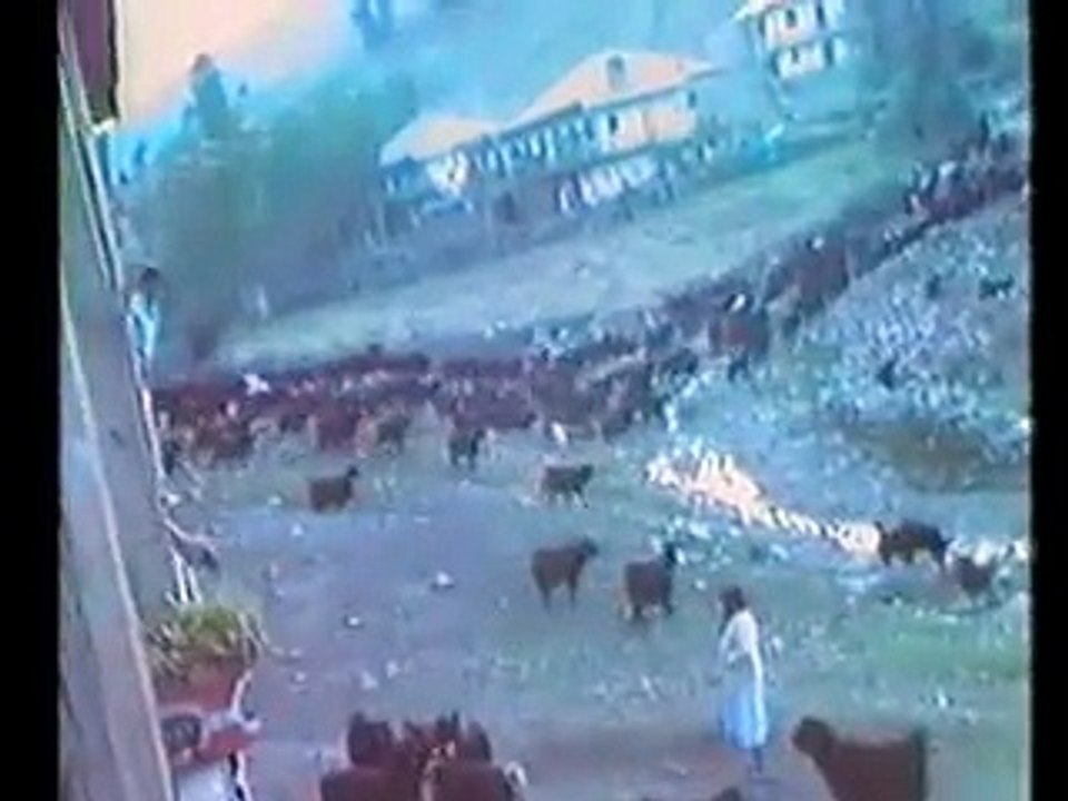 Nedim varol. Tufanbeyli, Adana . (.2015 ) )ALYANS OĞLU.2