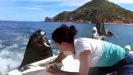 Feeding Sea Lions
