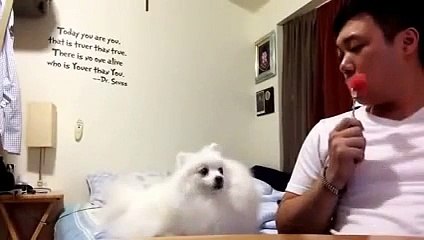 Sahibi ile göz göze gelemeyen köpek