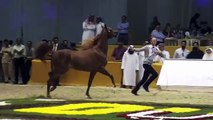 The most beautiful horses at the Dubai International Horse Fair