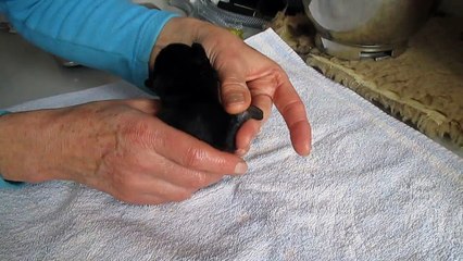 chiot handicapé de 2 jours