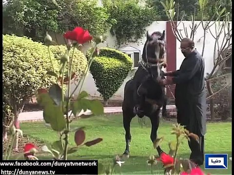 Dunya News - Owner rejoices as his lioness gives birth to 5 adorable cubs