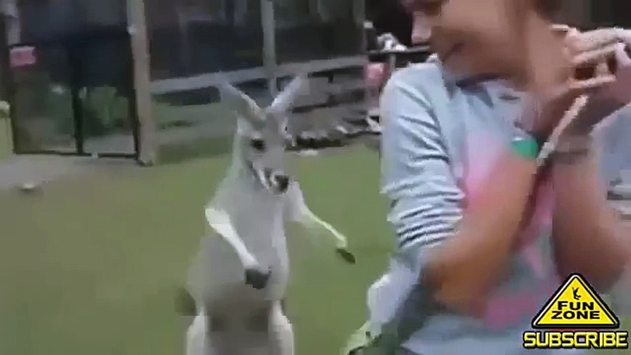 When Animals Attack - Funny Compilation
