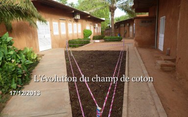 APP Le coton, de la graine au textile : le développement du champs