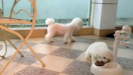 Bichon Frise Puppies 11