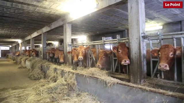 Ferme des 1000 veaux : une nouvelle ferme-usine ?