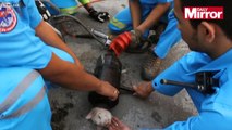 'Faith in human nature restored': Puppy trapped inside pipe is rescued in heartwarming fo