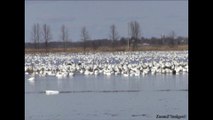 Migrations des Oies Blanches au Québec