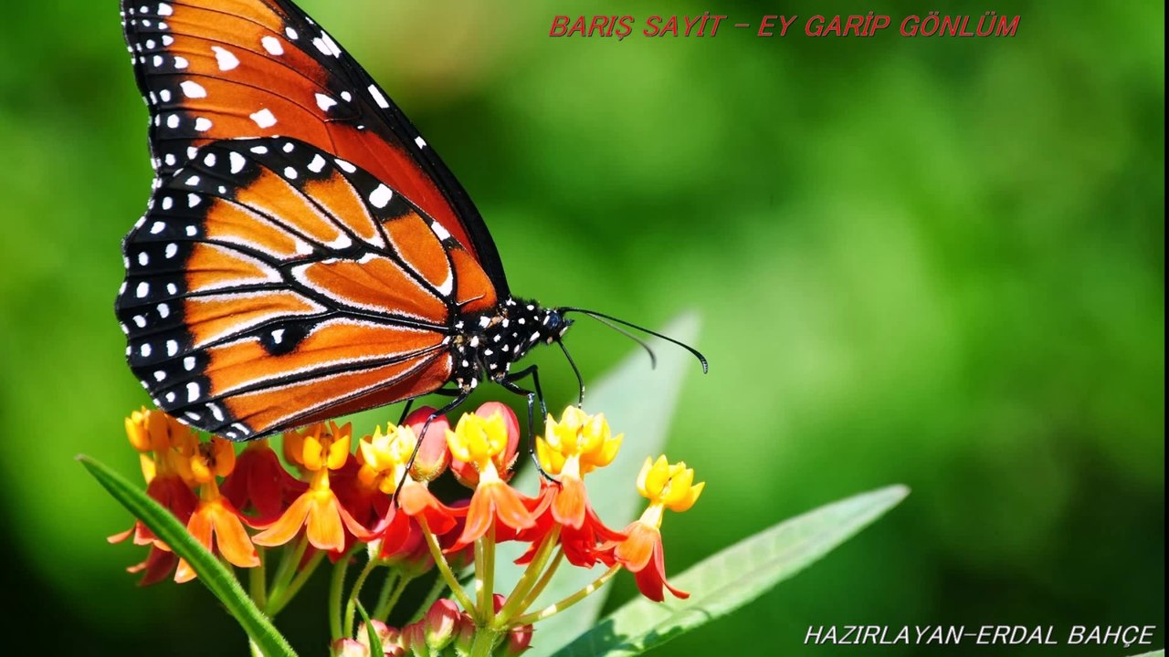 BARIŞ SAYİT-EY GARİP GÖNLÜM