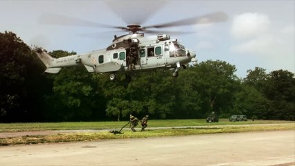 Caracal & Tiger in tandem