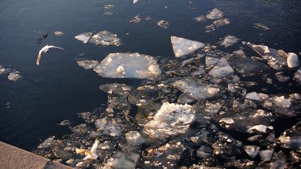 Чайки. Литейный мост