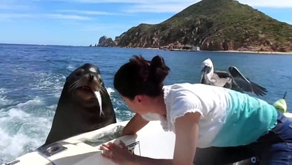 Sea lion wants fish