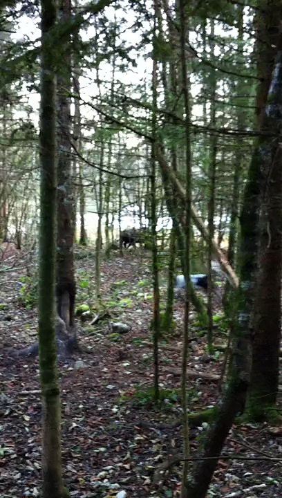 Parc à sanglier à 5 mois