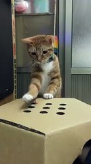 Cat Plays Whack-A-Finger
