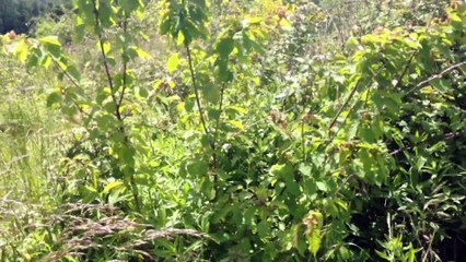 Entraînement BALLAISON parc à sanglier