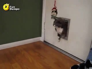 Gato gordo atascado