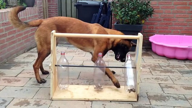 Votre chien mange trop vite ? Voici une astuce pour le faire manger doucement !