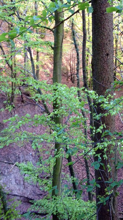 Menée sur sanglier milieu naturel à 13 mois