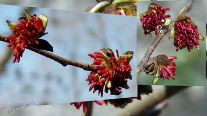 Spring Waltz of Flowers. Весенний вальс цветов
