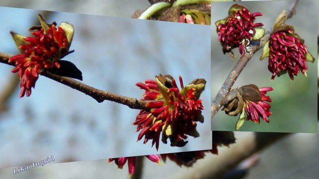 Spring Waltz of Flowers. Весенний вальс цветов