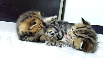 Cutest Cat Moments. Crouching Tigers stalking