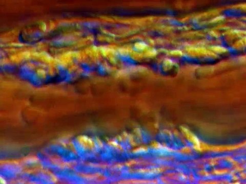 ABC de la Salud: Beneficios de la yuca