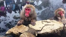 Japanese Snow Monkeys (funny)