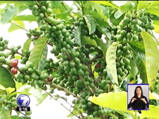 Un beneficio en Heredia produce café de calidad con bajo impacto ambiental